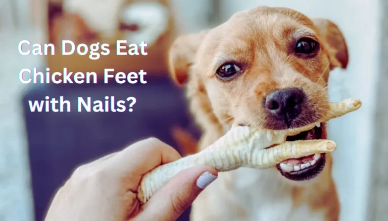 Can Dogs Eat Chicken Feet with Nails